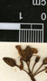 Ardisia nigrescens subsp. donnellsmithii (Mez) Ricketson & Pipoly, Guatemala, J. A. Steyermark 45493, F